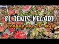 81 JENIS KELADI DAN NAMANYA || 81 TYPES OF CALADIUM AND ITS NAMES