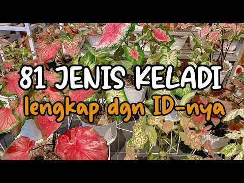 Video: Jenis raspberi terbaik: foto, nama, penerangan, ulasan