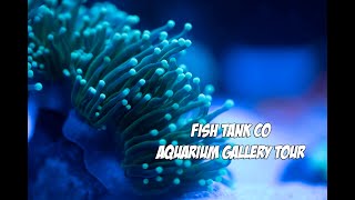 Aquarium Gallery Tour - All My Tanks!