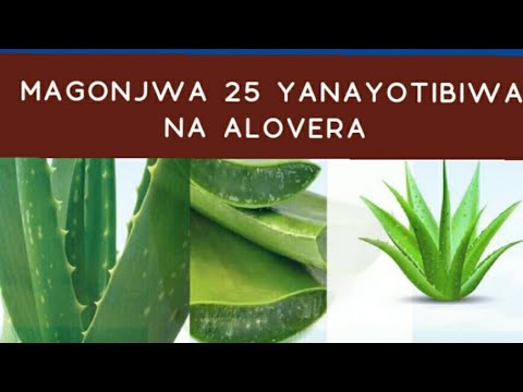 Video: Matumizi Ya Dawa Ya Agave Ya Aloe