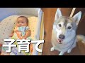 赤ちゃんのお世話を積極的に行う愛犬が優し過ぎました・・・
