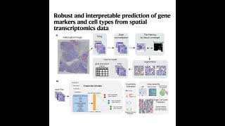 1642-STimage: Spatial Transcriptomics Prediction