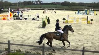 Kamaro Van T Siamshof 6Yo Gelding Wvur Deloof