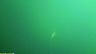 Waterwolf - Lake Erie - August 31, 2019 by Marc Filion 394 views 4 years ago 4 minutes, 4 seconds