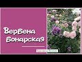 Вербена бонарская. Она преображает цветники!