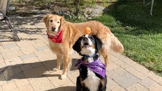 Fritz Shows His Little Brother Whos Boss