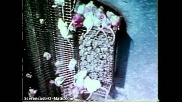Mouse Utopia Experiment