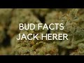 Bud facts jack herer