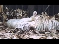 CUB CAM:  Emperor Valley Zoo cubs at play!!!