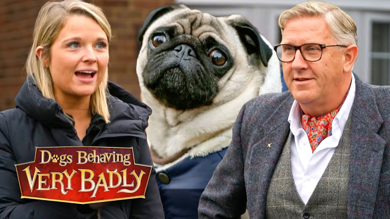 I Can’t Drive My Own Car Because Of My Pug’s Road Rage!