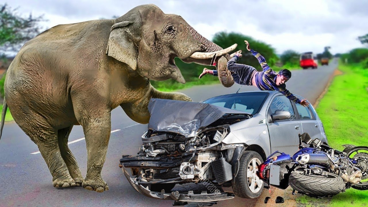It's Horrible! Angry Elephant Attacks Cars And Tourists Too Brutal || Wild Animals Attack