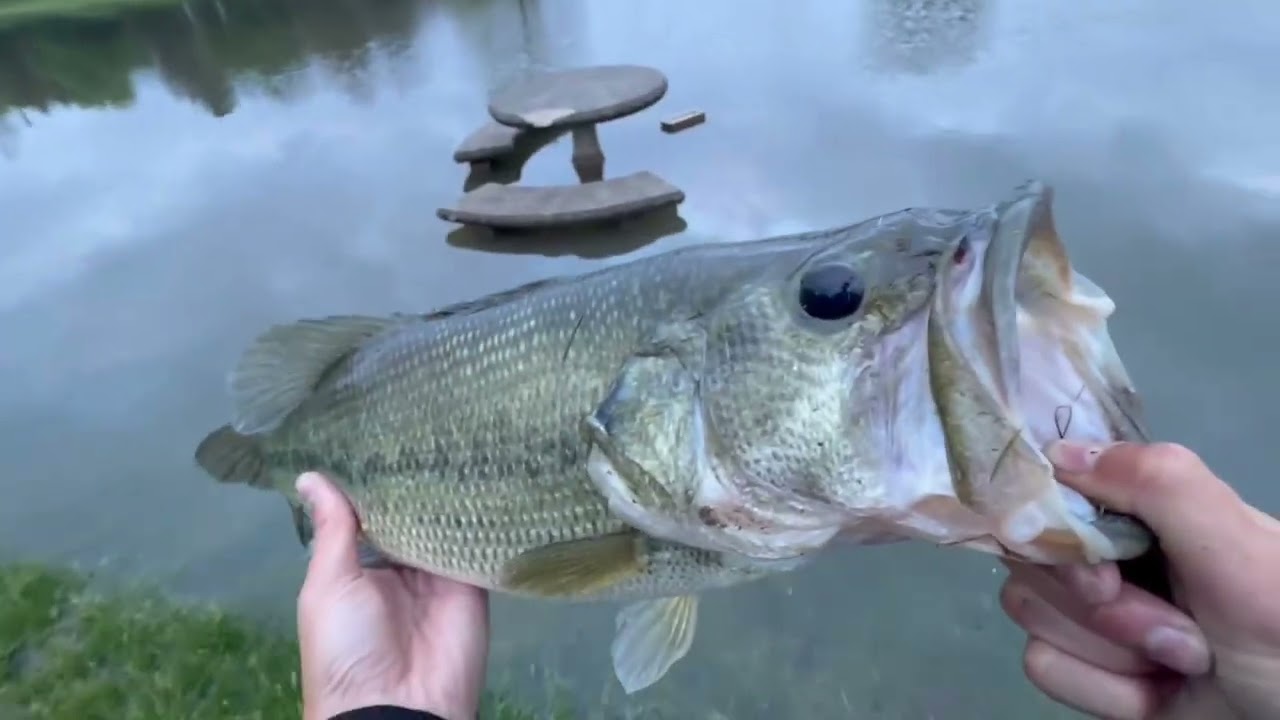 Catching big bass in (FLOODED WATER!!!)