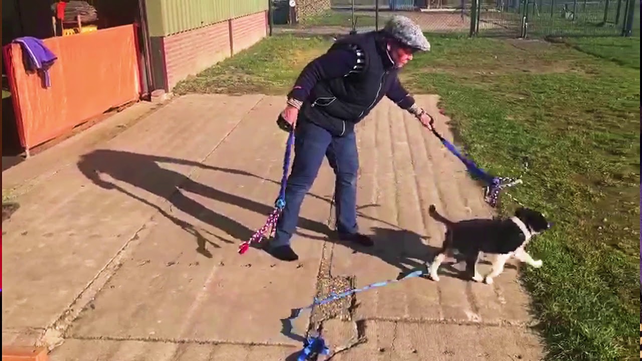 29 Hoe leer je jouw pup op een speelse manier om iets te ruilen?