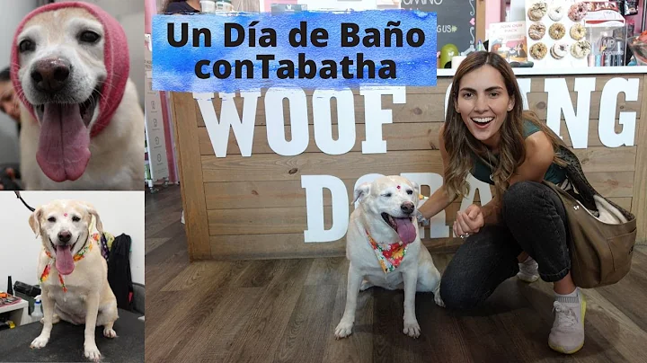 Bae a mi perro en un nuevo lugar en Miami- Groomin...