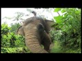 Local Style - Indo's Sumatran Elephants, Episode 6