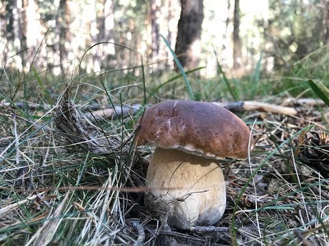 Vídeo: Com Pelar Els Bolets Porcini