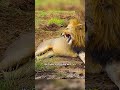 Why Male Lions Stay Distant From Their Cubs