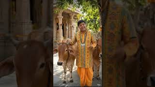 गऊ seva | गौ भक्त | gau सेवक |vrindavan की गौ माता |गाय की गौशाला | Save Cow| Desi गाय |#surbhikripa