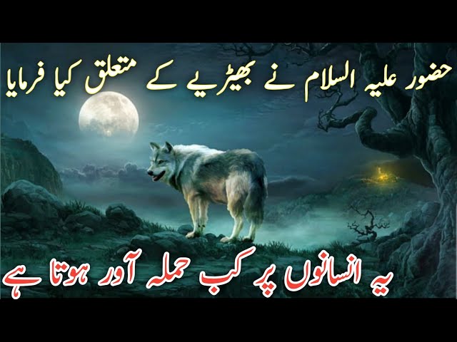 What did the Holy Prophet say about the wolf and when does it attack humans? | Mojahid Naqshbandi class=