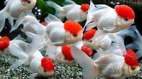 Chia sẻ cách thả cá Hạt định hồng đúng cách mới mua về không bị chết