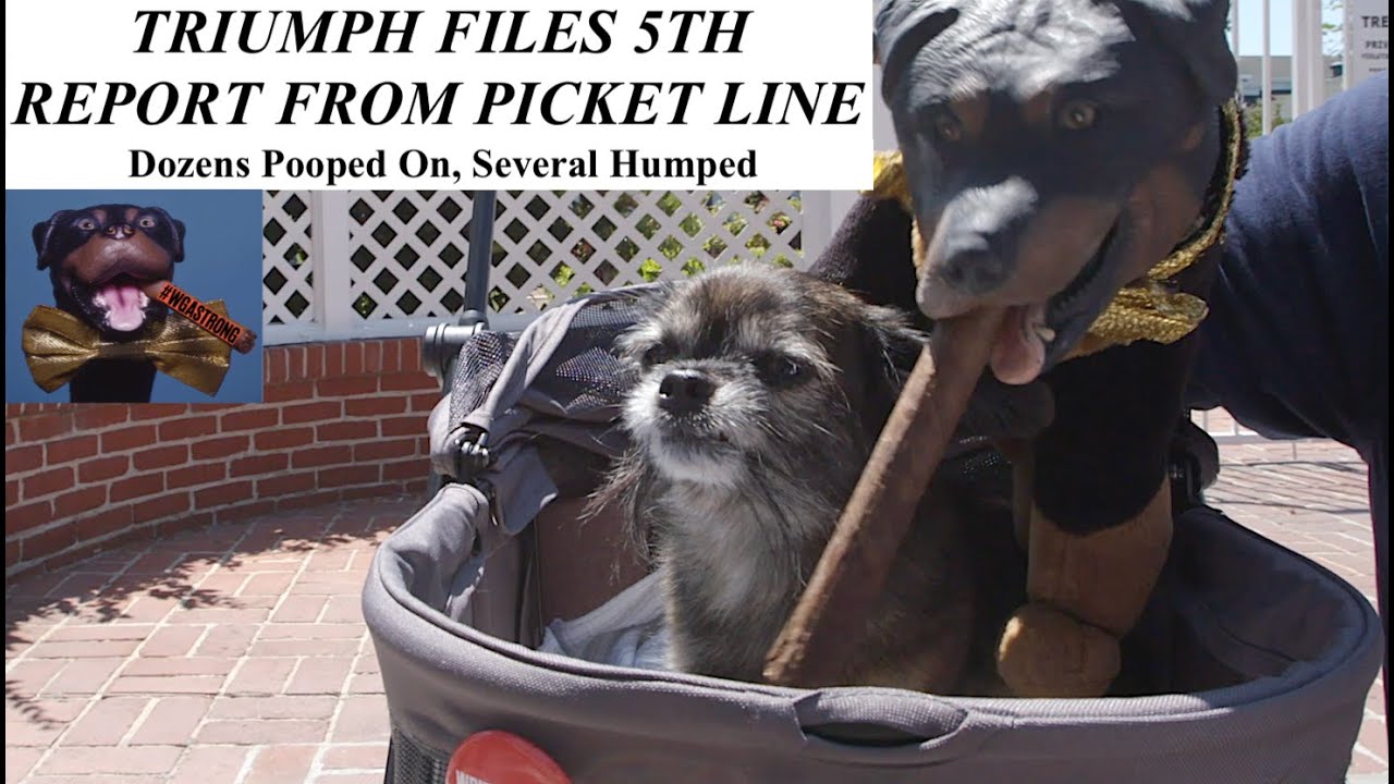 A Triumph update: The Insult Comic Dog is back at the picket line, now using AI to craft his insults (boingboing.net)