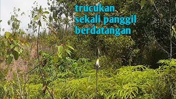 mikat burung trucukan di lokasi minum dan mandinya || panggil pakai mp3 langsung berdatangan
