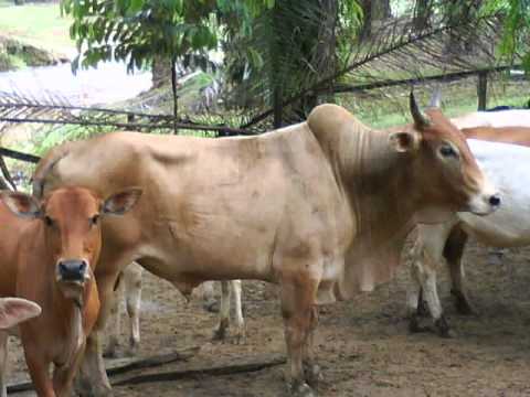 Lembu Korban Mengamuk - Aidiladha Di Kampungku  Doovi