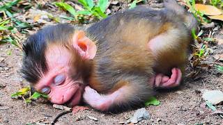 Oh..Plz He|p P 00 r baby Loren..!! Luna, Why do it to your weak baby? | Best Action