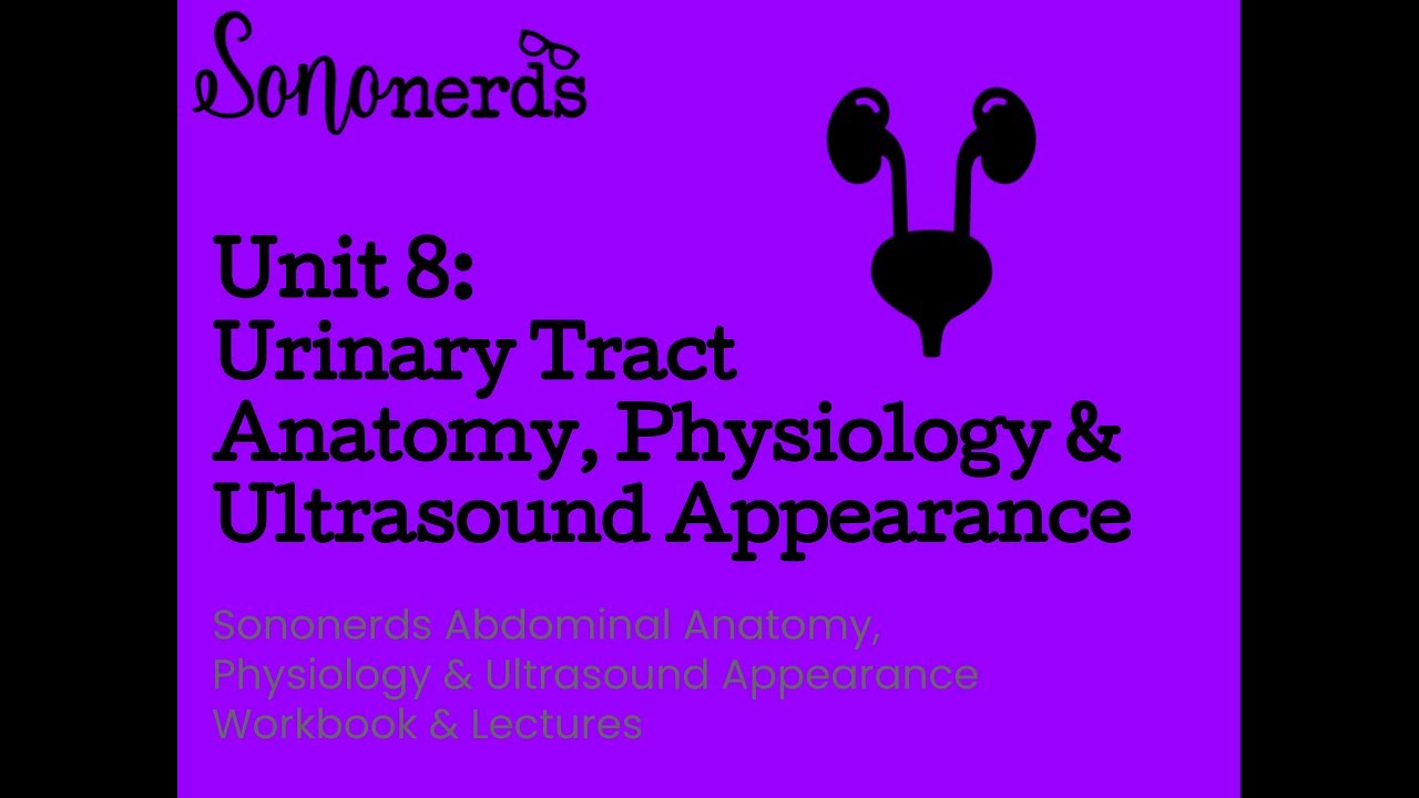Urinary Tract Normal Anantomy, Physiology & Ultrasound Appearance