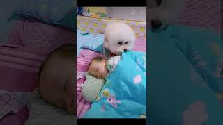 ❤❤Most heartwarming & touching~ Cute Dog Takes Care Of Cute Baby