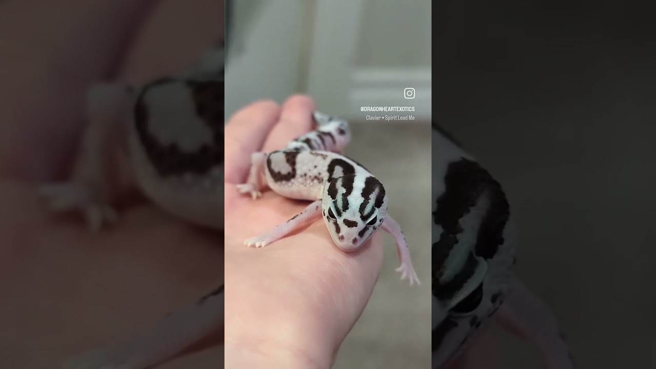 We didn't come home from the CRBE without a new addition to our dragon army.