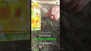 Wine From a Coconut Tree?!