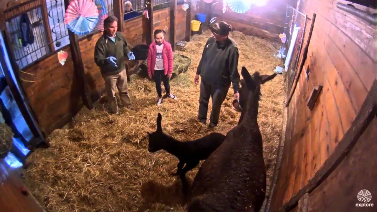 First health check of an active baby donkey - YouTube