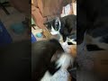 Hungry cats #cats #brothers #black #white