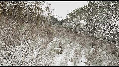 Unreal Engine 5.7 Nanite foliage test - Snowy forest