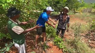Tiringa Dá Uma Pisa De Pau Em Tõe Por Causa Do Brinco Na Orelha Comédia Selvagem