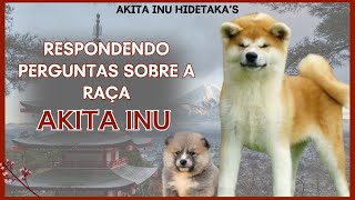 Akita Inu convivendo com outros cães, suplementos, convivência com gatos, comprar filhote de akita