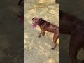 🔥 APBT King of Strength 👑🐶#APBT #Pitbull #DogShorts #DogLover