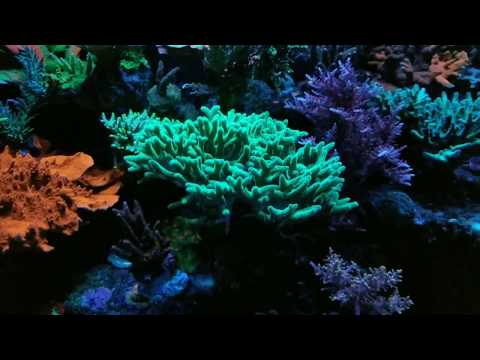 the best aquarium led