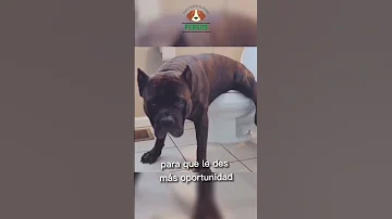 ¿Cuál es el perro que aprende más rápido?