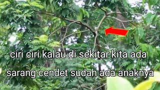 ciri ciri kalau di sekitar kita ada sarang cendet dan sudah ada anakanya