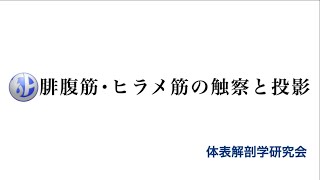 腓腹筋・ヒラメ筋の触察と投影