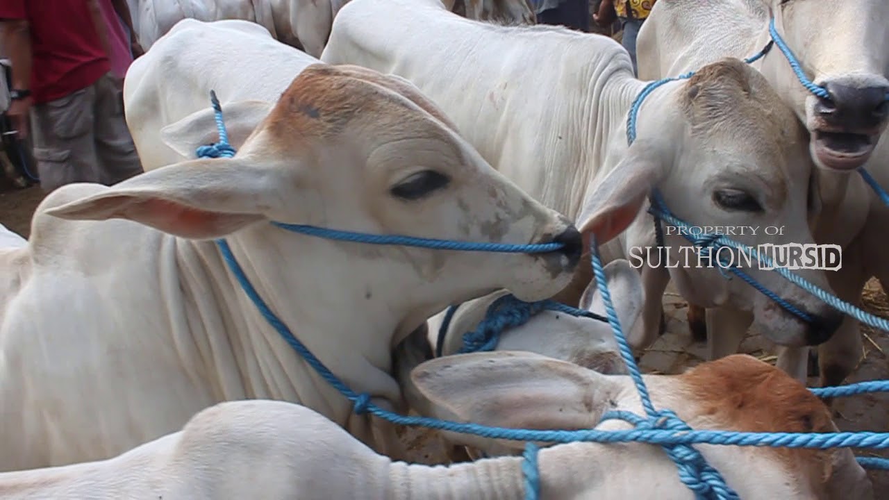 Cakep Dan Murah Banget Sapi Pedetan Peranakan Ongole - Pusat Jual Beli