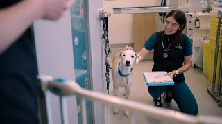 Advance Your Veterinary Career at AMC by The Schwarzman Animal Medical Center 84 views 7 hours ago 1 minute, 29 seconds