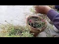 Free of cost fertilizer|How to make fertilizer for winter plants