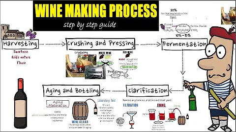 Wine making process step by step /Detail guide of wine making/preparation and making of wine - DayDayNews