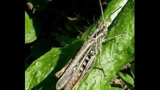 bruine sprinkhaan 27-08-2016, Burgum