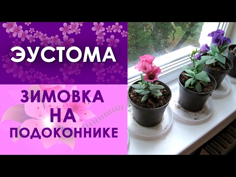 Эустома зимовка на подоконнике!