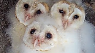 Barn Owlets Grow Up Fast | Willow & Ghost | Robert E Fuller