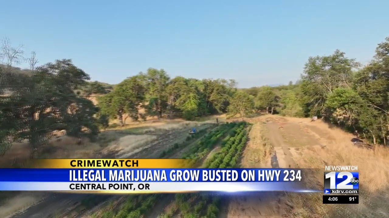 Illegal marijuana grow site busted on Highway 234 - YouTube
